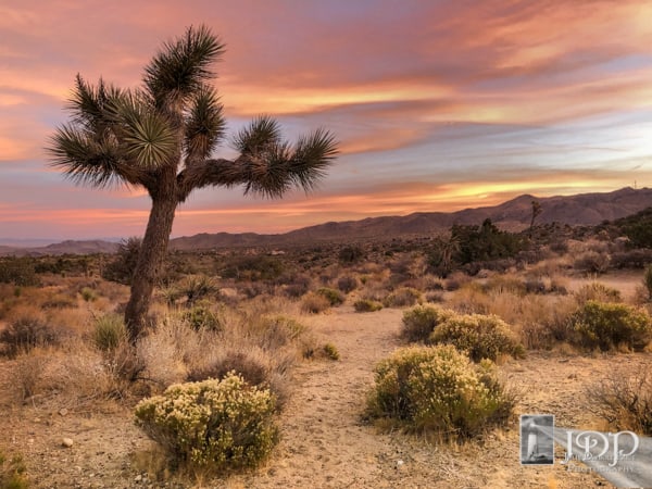 MOrning Sunrise Joshua Tree