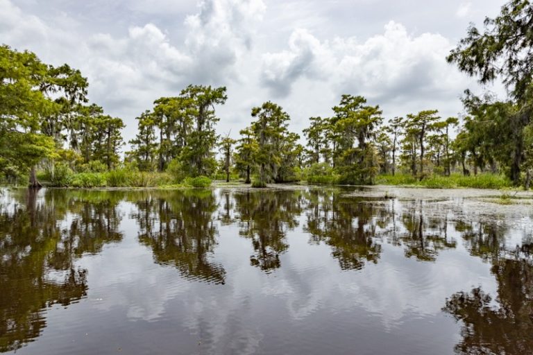 airboat adventure Louisiana bayou