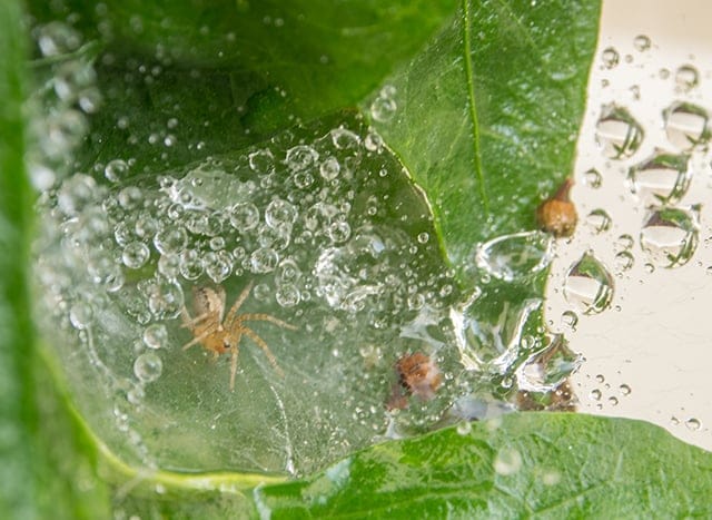 spider web