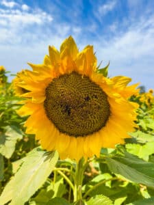 Sunflower at the Flower Fields in Carlsbad, California