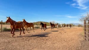 Horse run at Rancho de los caballeros