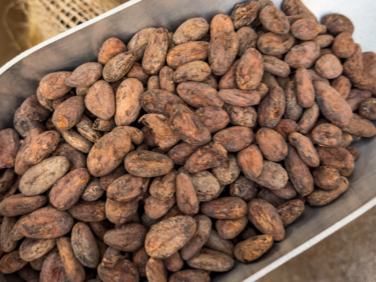 Whole cocoa beans at Seahorse Chocolate