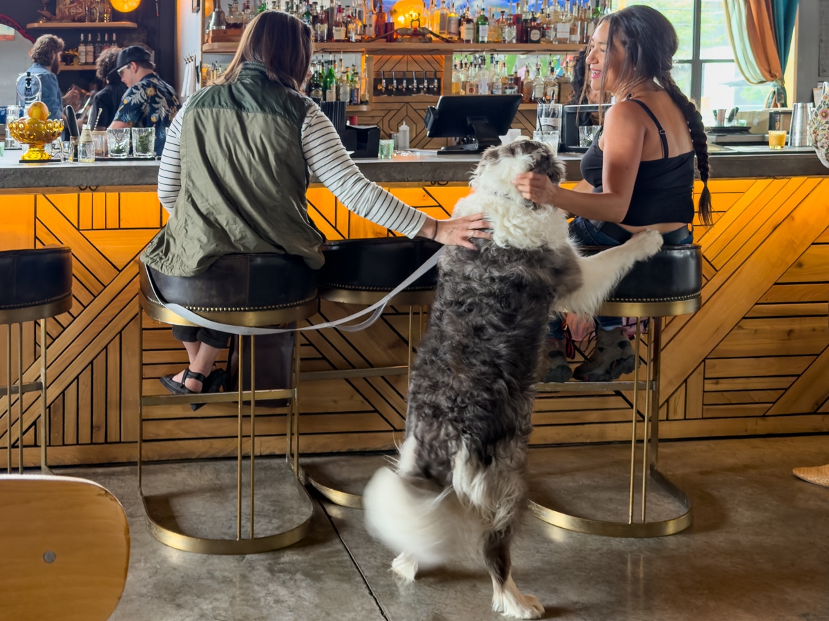 Dogs are welcome at Dogwood