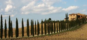 Italy - Italian Cypress Tuscany